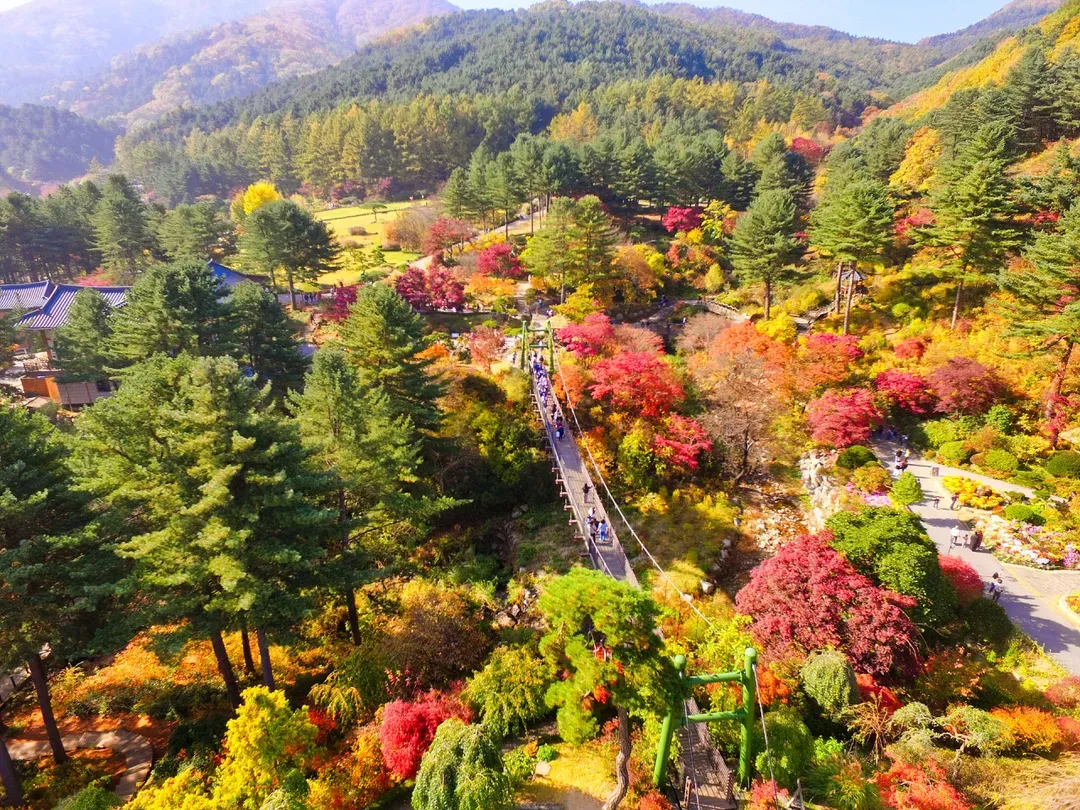 晨靜樹木園-秋景
