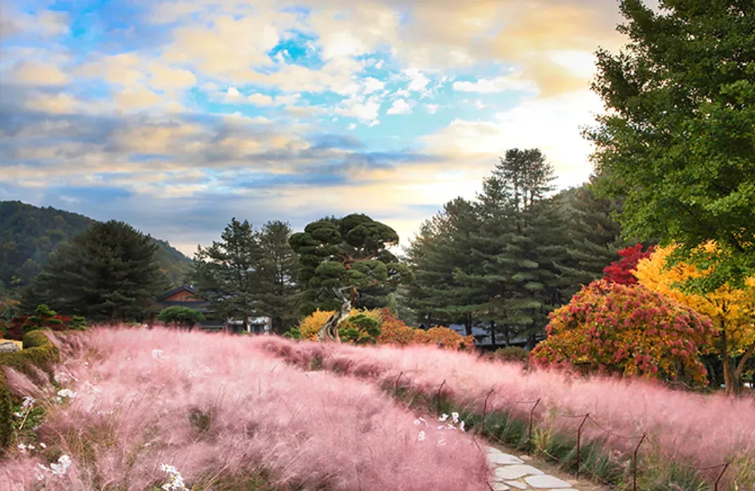 晨靜樹木園-秋景