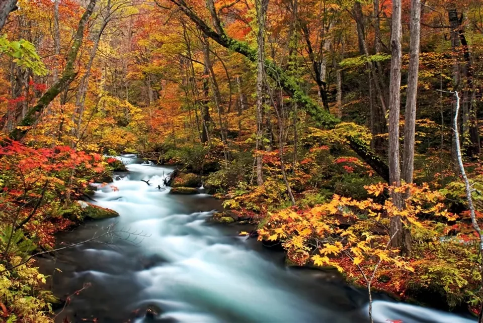 奧入瀨溪流