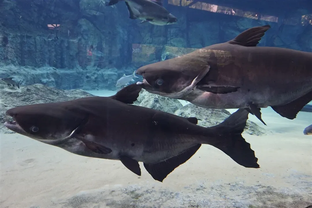 【新加坡】環球影城、河川生態園、亞馬遜遊船、植物園、濱海灣花園5日-15