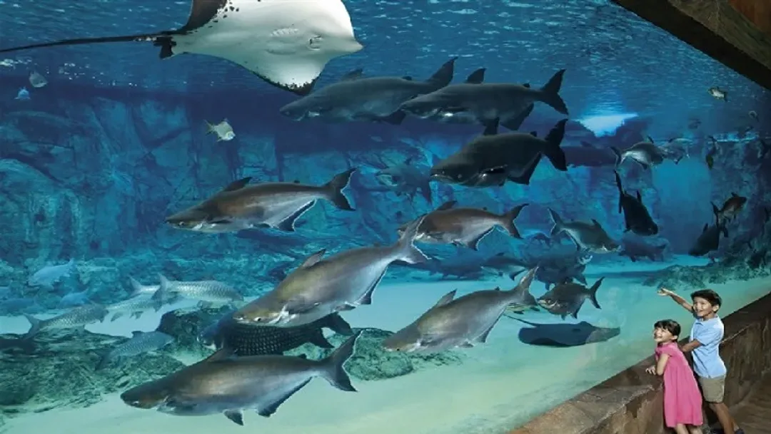 【新加坡】環球影城、河川生態園、亞馬遜遊船、植物園、濱海灣花園5日-9