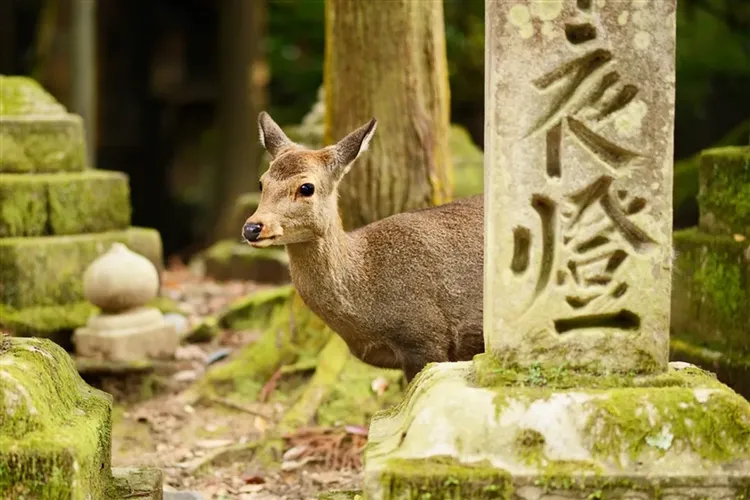 日本跟團行程推薦：大阪｜樂桃｜關西四都～平等院.奈良東大寺.清水寺.伏見稻荷大社.和牛排燒肉六日｜一日自由活動｜高雄來回