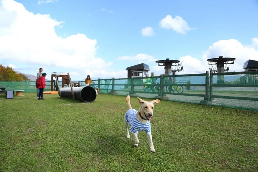 白马 旅笼丸八｜近白马岩岳滑雪场/宠物犬同住OK/白马站开车10分