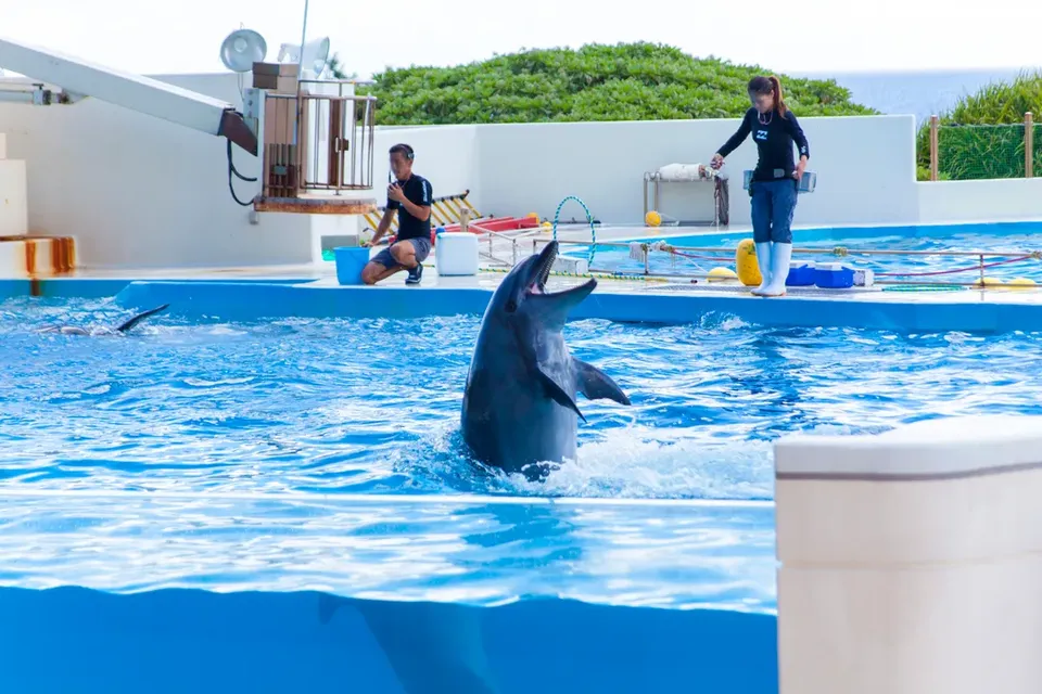 【沖繩必去一日遊】美麗海水族館．古宇利島．萬座毛．美國村(C路線)