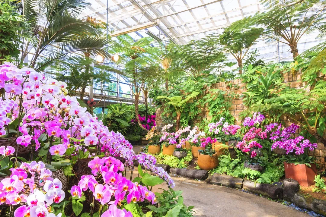 【沖繩一日遊】熱帶植物園+古宇利島海灘+御菓子御殿+萬座毛+美國村 美之島北部一日觀光巴士(D路線)|多國語音解說-7