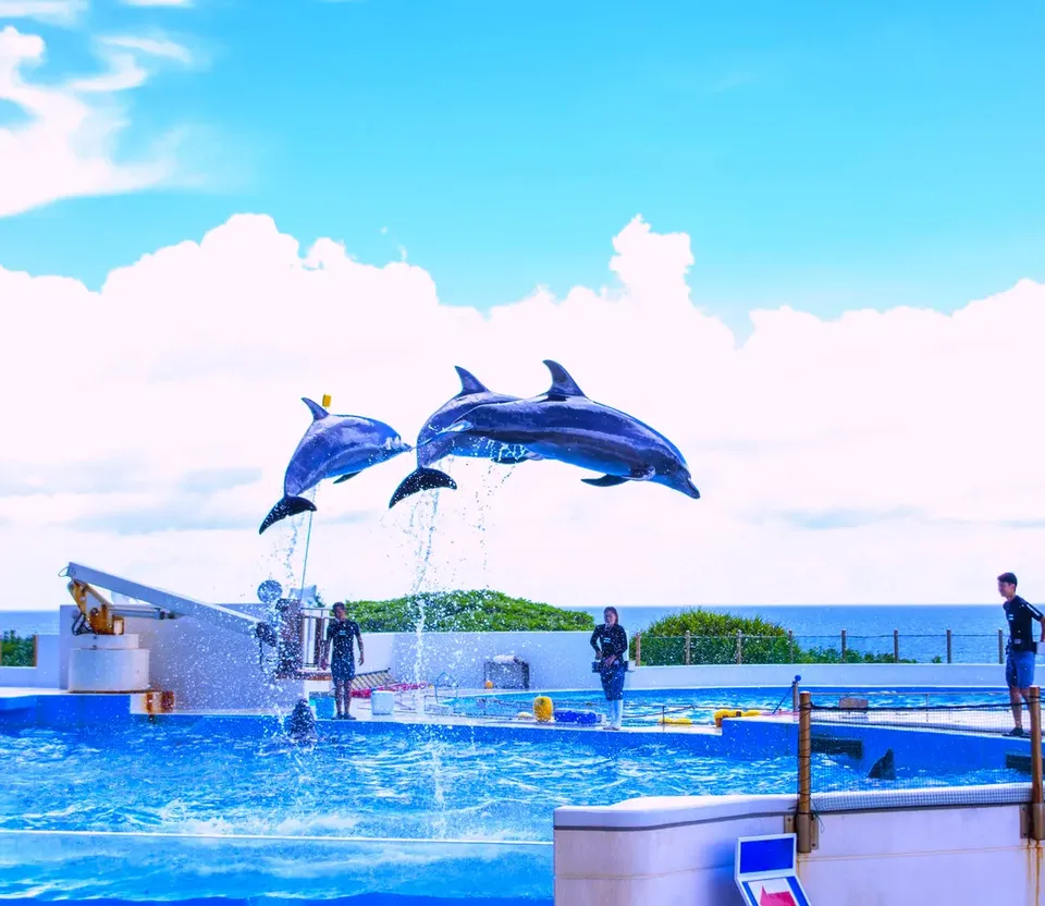 【沖繩打卡一日遊】美麗海水族館．萬座毛．御菓子御殿．星野咖啡廳(A路線)