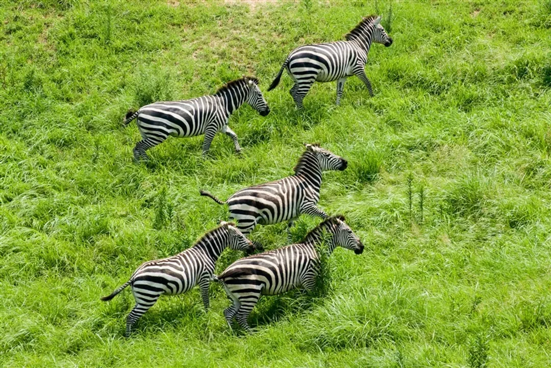 九州自然野生動物園