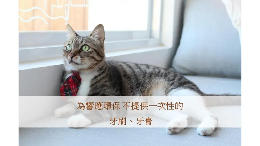 希腊遇见猫民宿