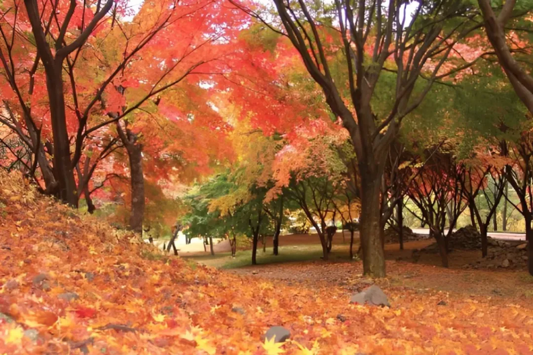 內藏山楓景