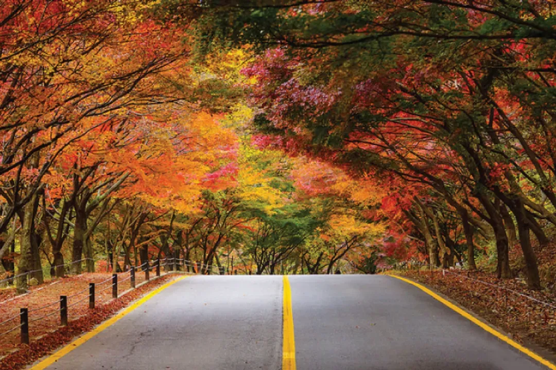 內藏山楓景