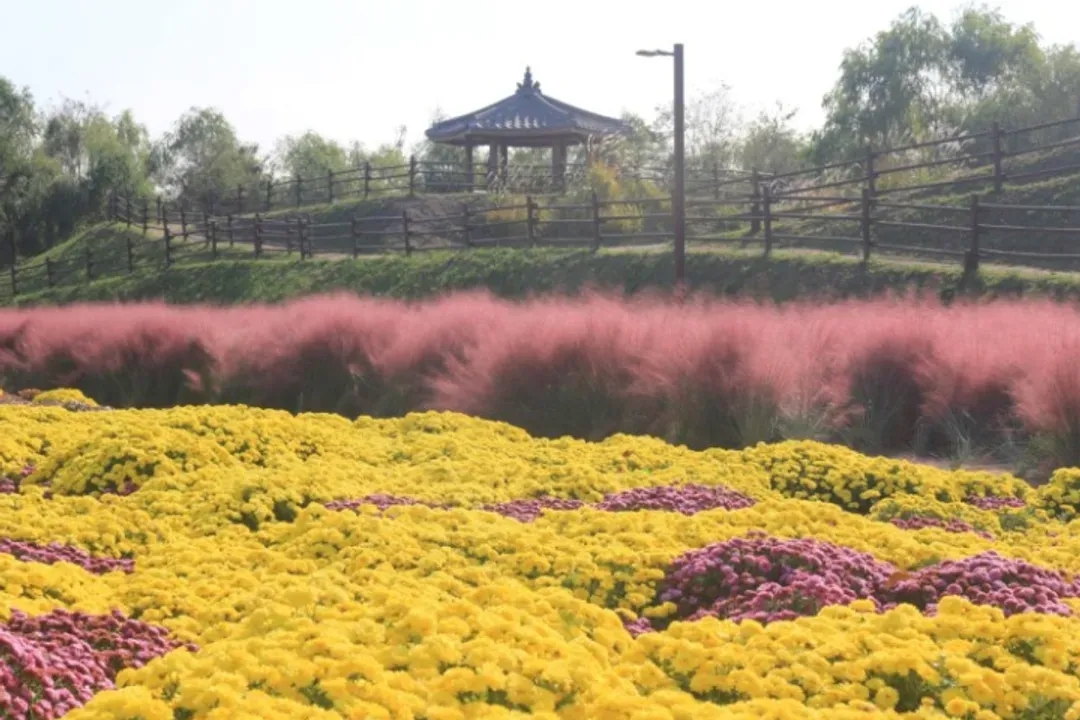 夢想公園 - 粉黛亂子草