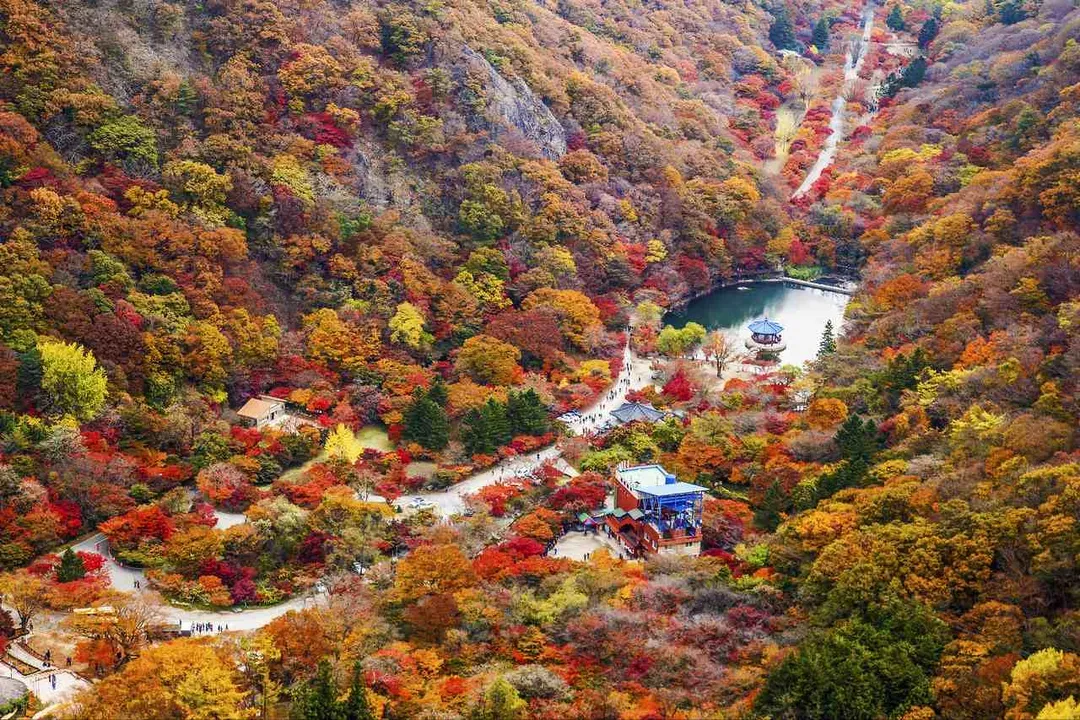 內藏山楓景