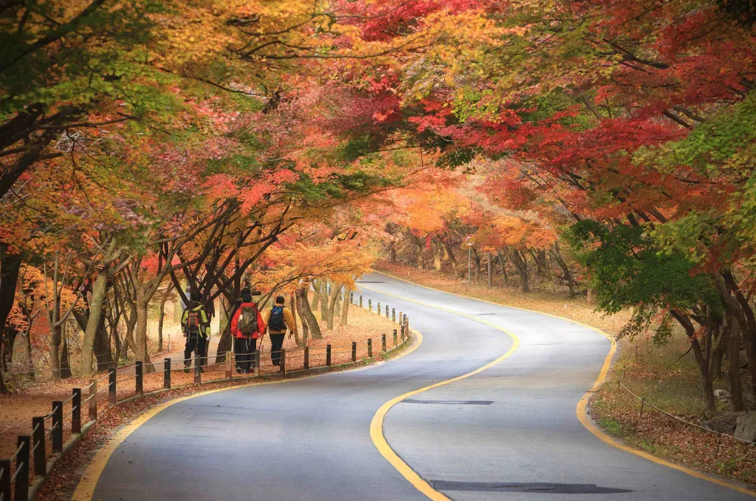 內藏山楓景