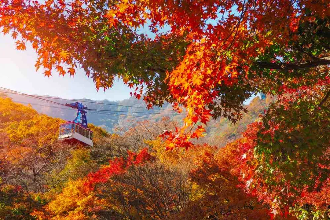 內藏山楓景