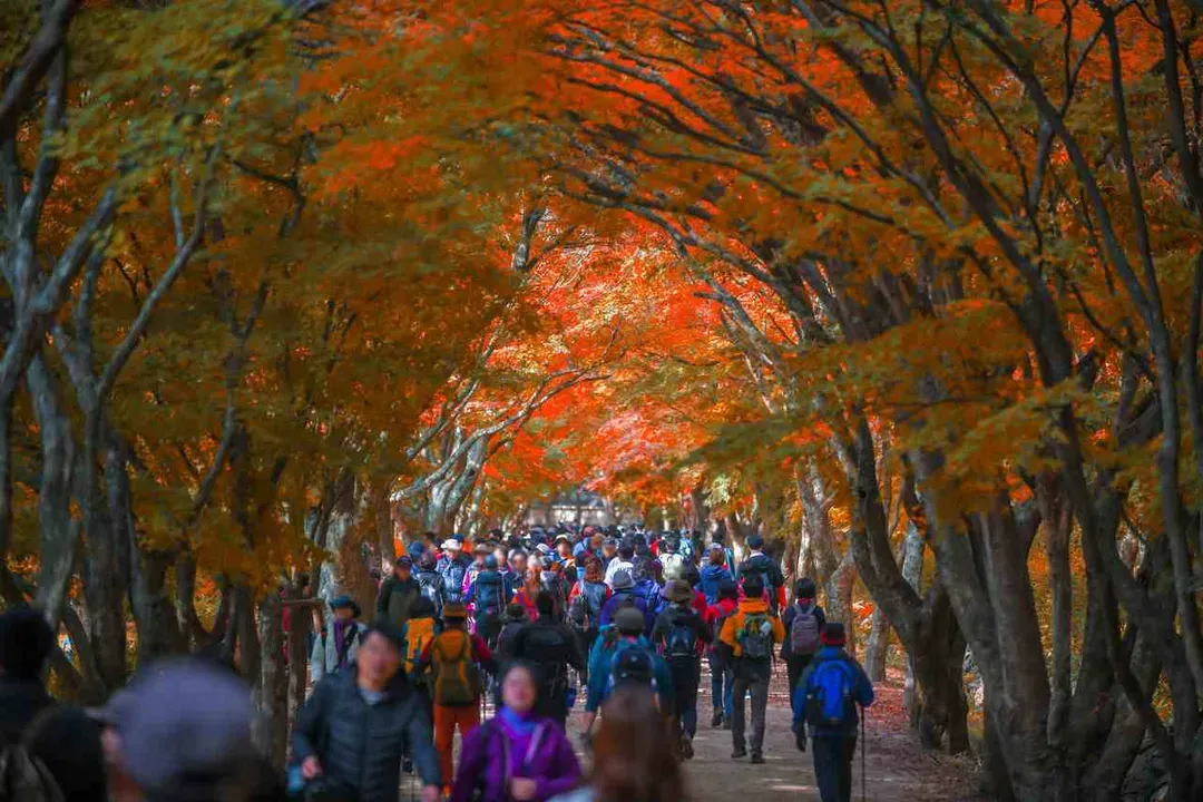 內藏山賞楓體驗