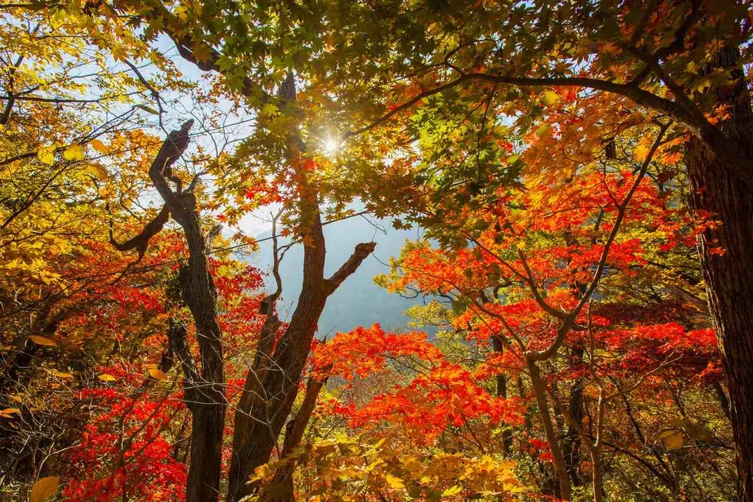 內藏山楓景