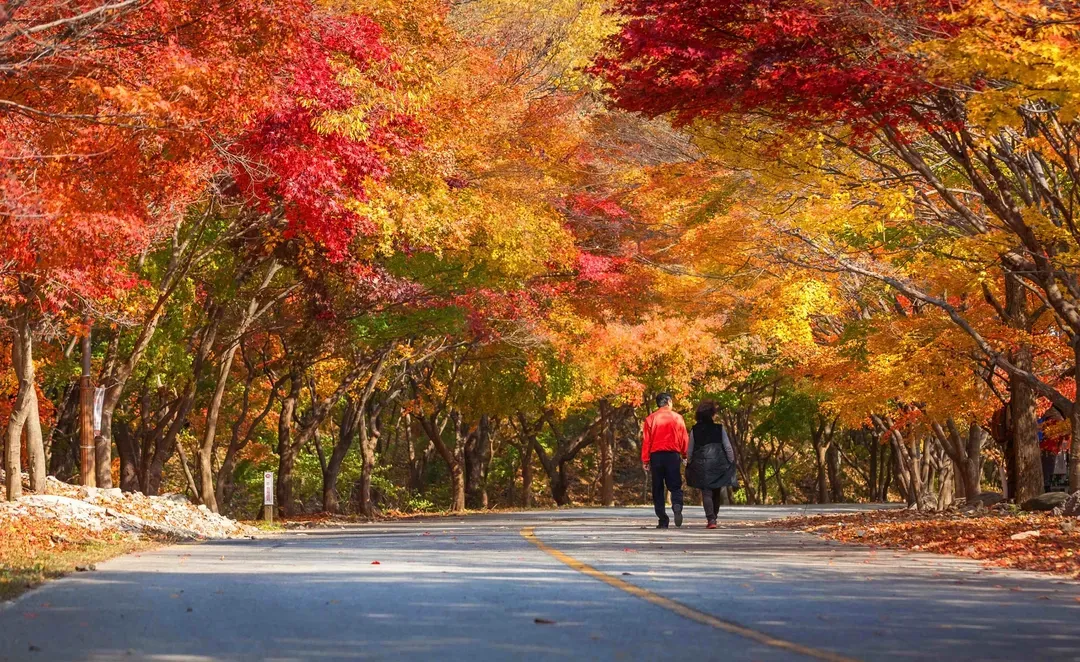 內藏山楓景