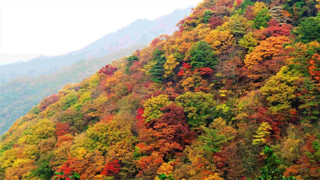 智異山楓景
