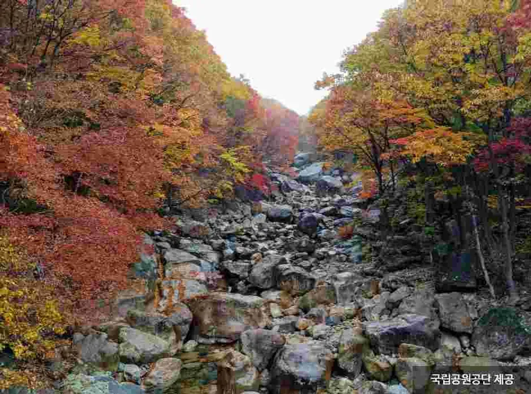 智異山楓景