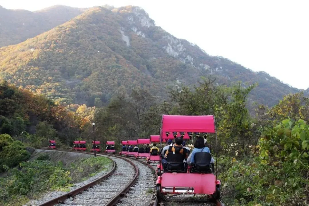 【江原道出發包車】9小時一日遊 (返回首爾. 可加購送機)｜南怡島/晨靜樹木園/羊駝牧場春季人氣景點-13