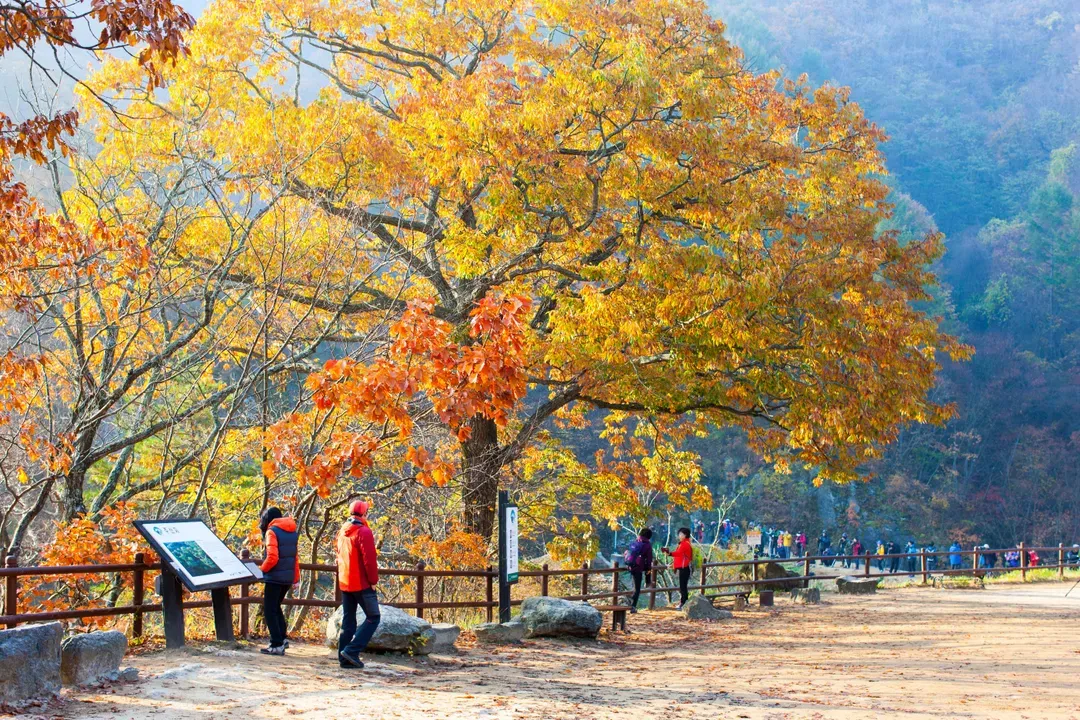 注山池水庫楓景