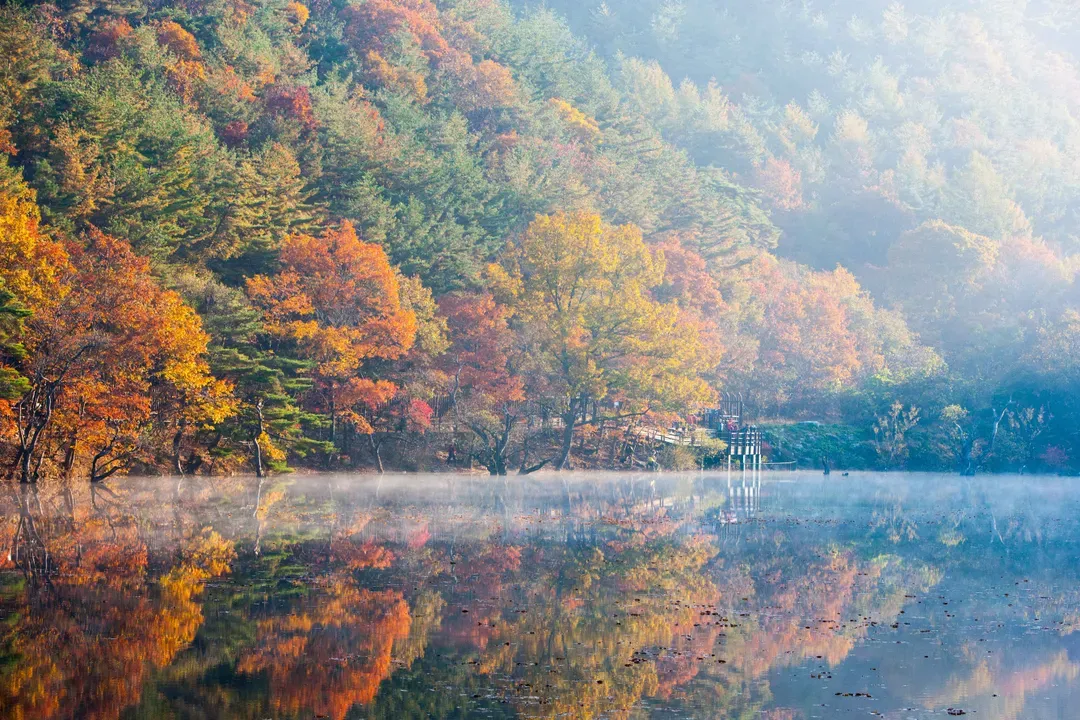 注山池水庫楓景
