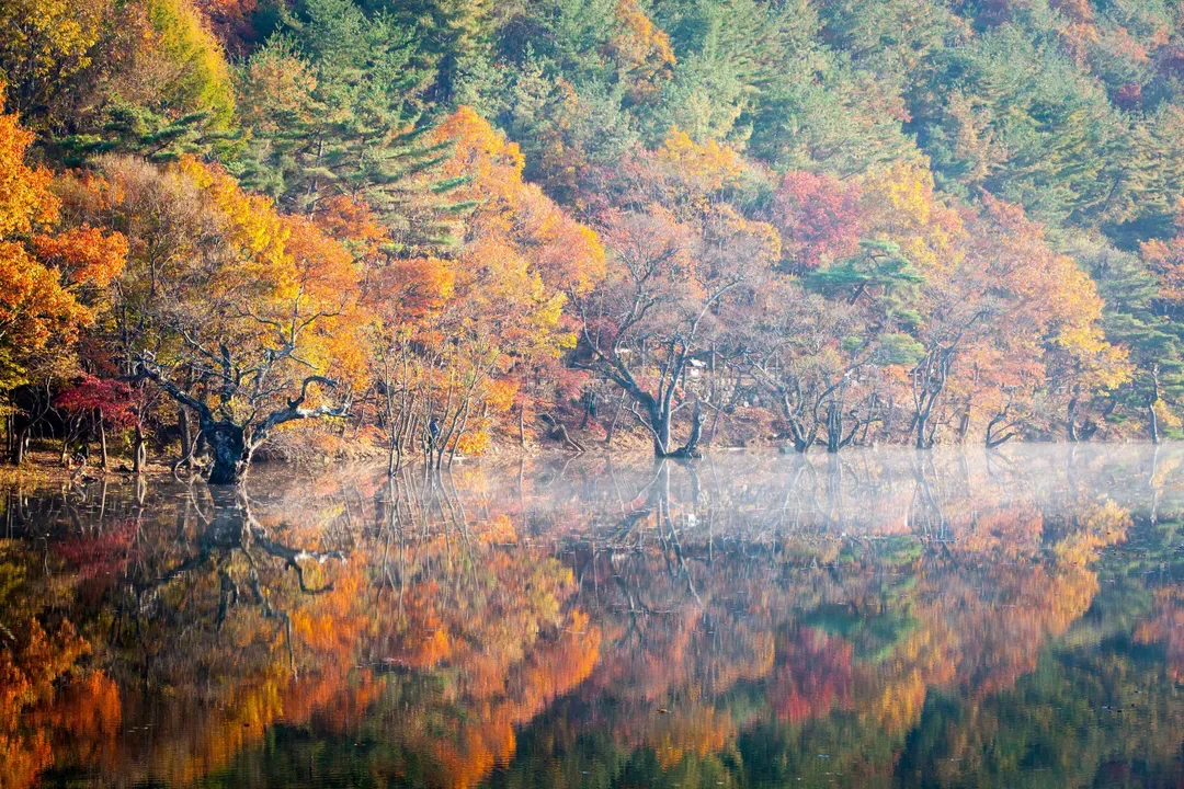 注山池水庫楓景