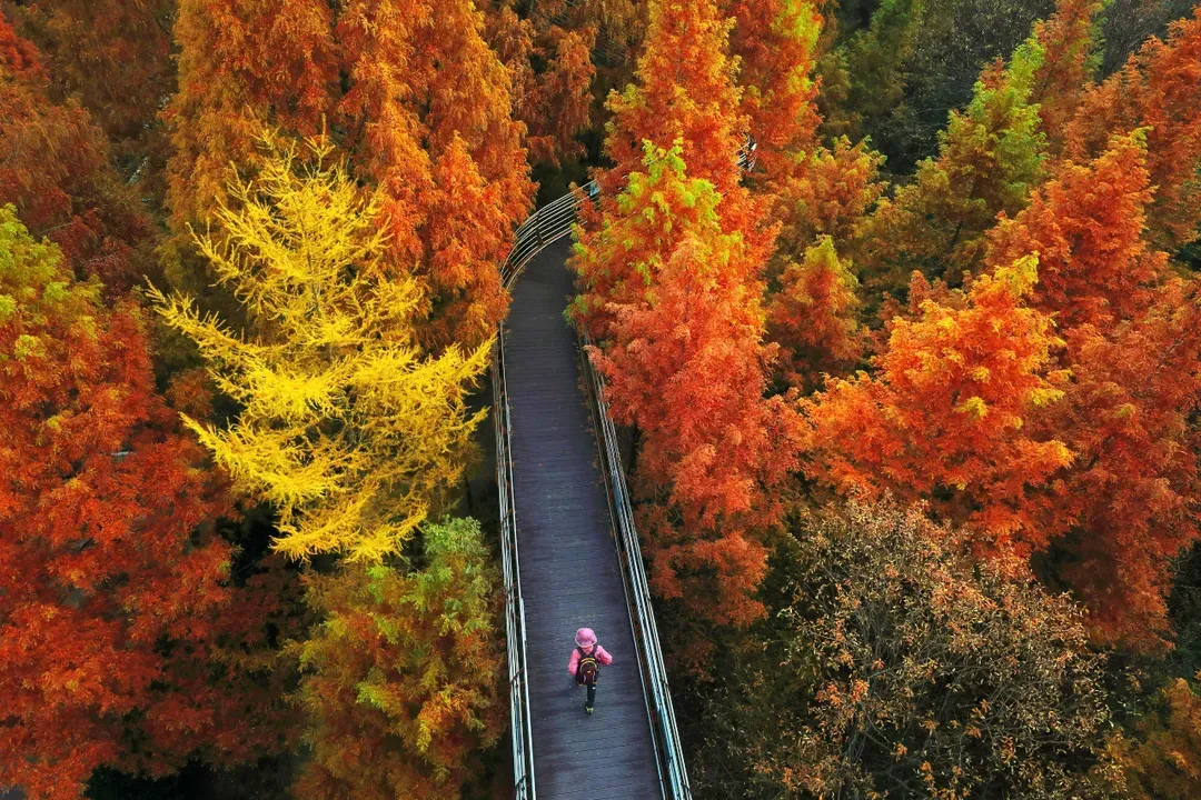 長泰山楓景