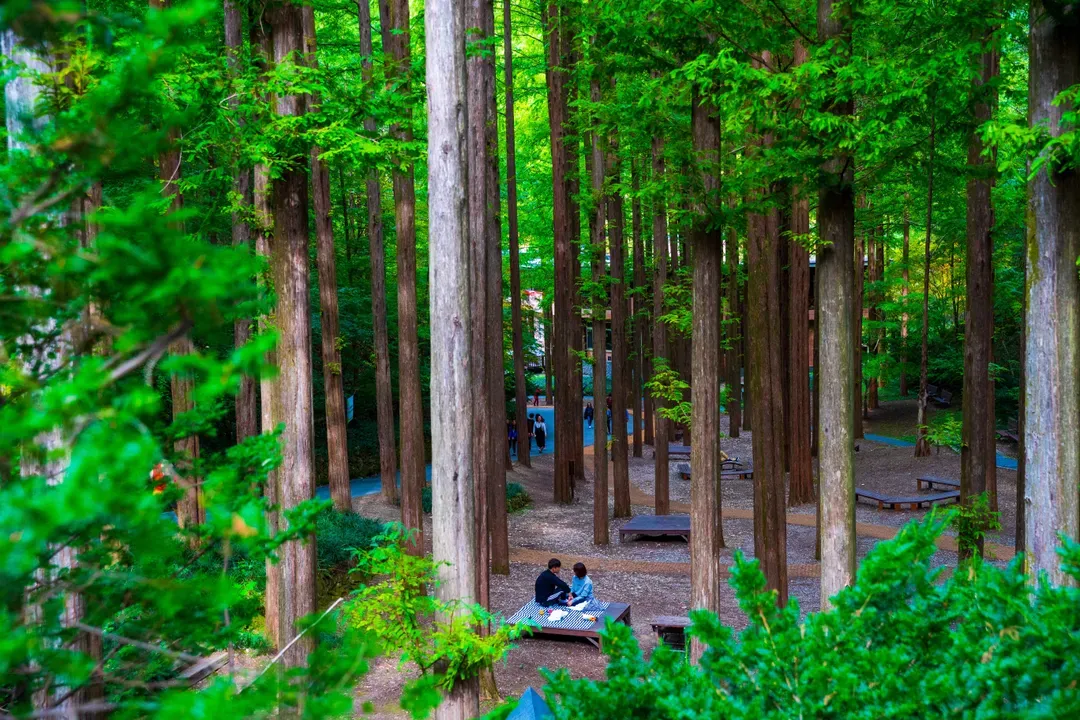 長泰山自然修養林