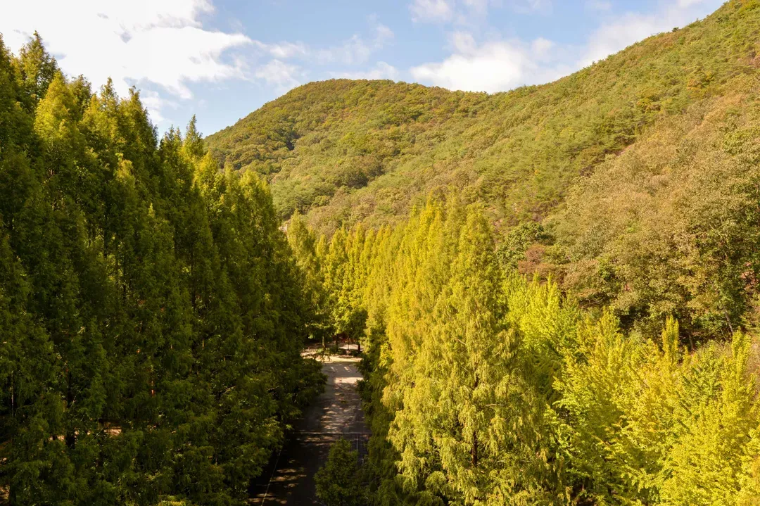 長泰山自然修養林山景