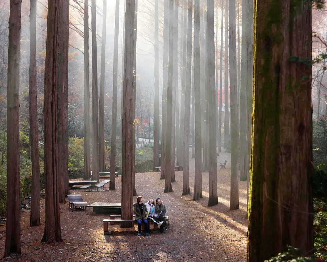 長泰山自然修養林