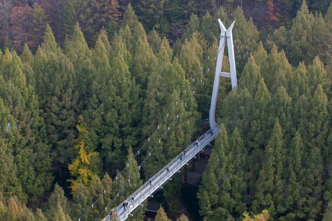 長泰山自然修養林吊橋