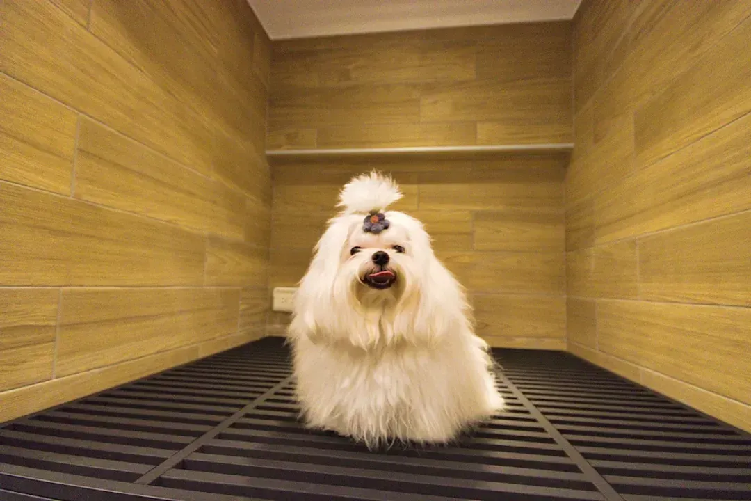 Pet-friendly