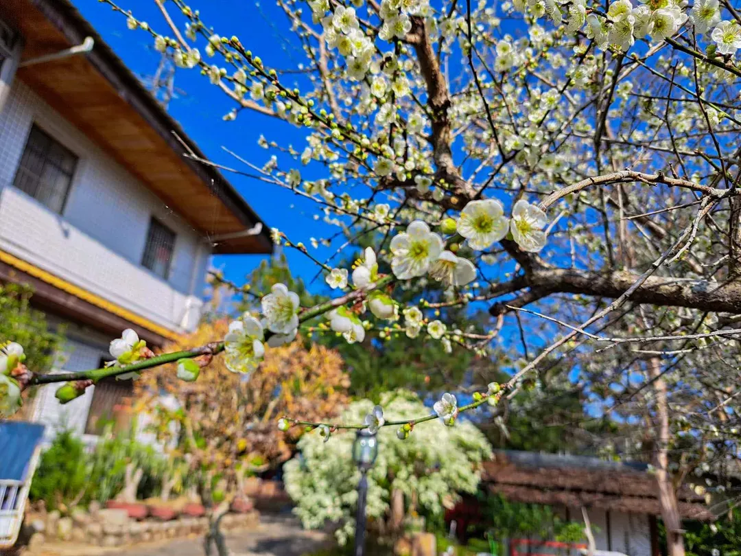 日月潭一斗夢莊園 | 可包棟35人 | 民宿證1203號
