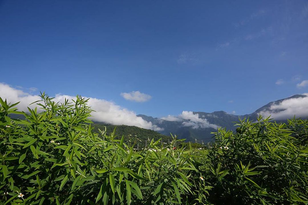 大花紫薇民宿 | 可12人花蓮包棟 | 田園悠閒森活
