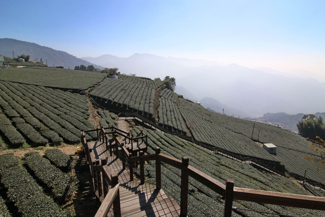 아리샨 아리시너리 (Alishan Aliscenery B&B)
