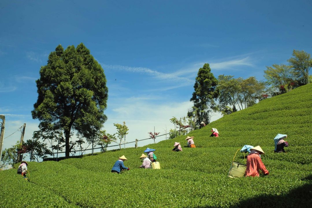 아리샨 아리시너리 (Alishan Aliscenery B&B)