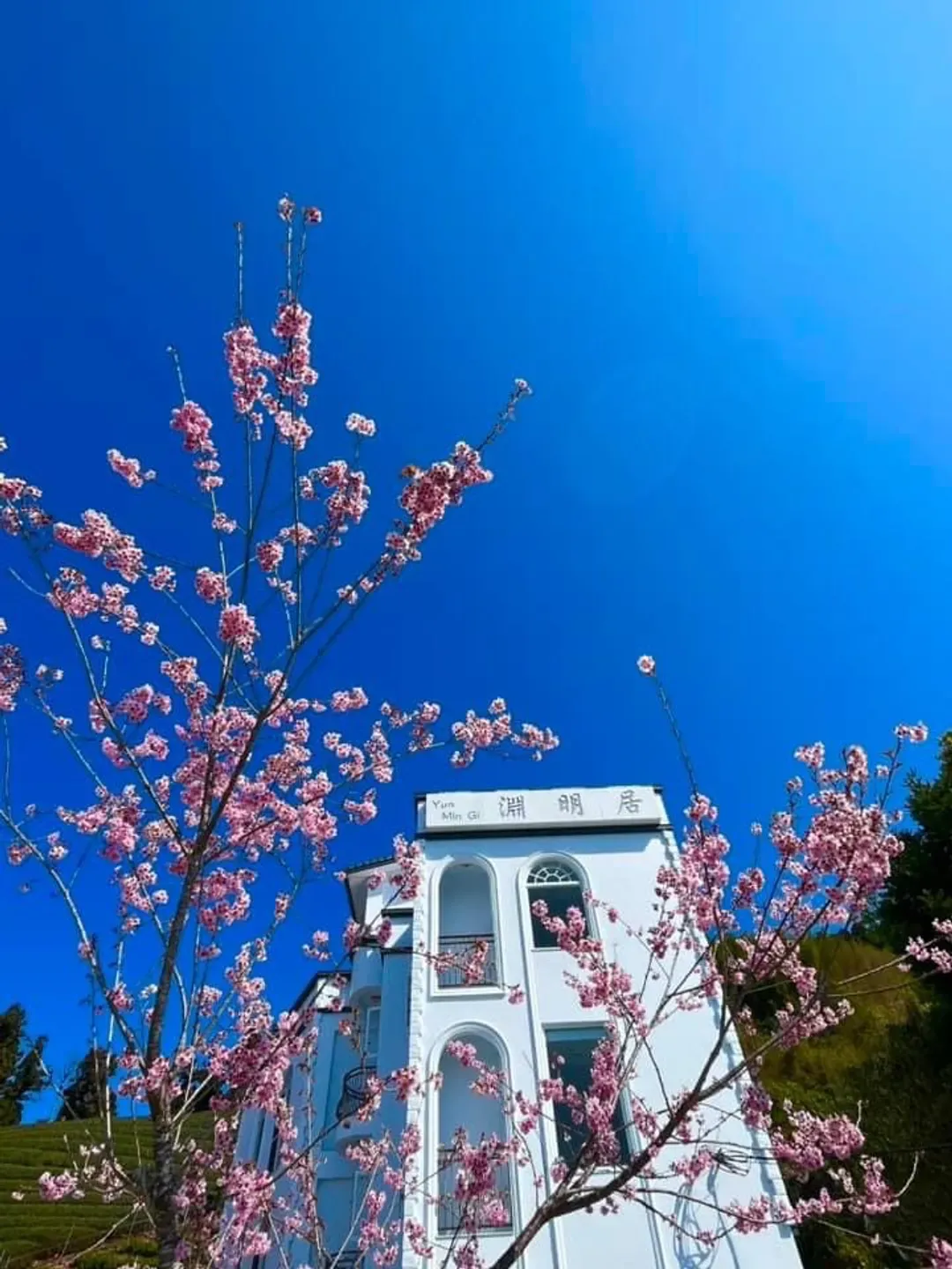 아리샨 아리시너리 (Alishan Aliscenery B&B)
