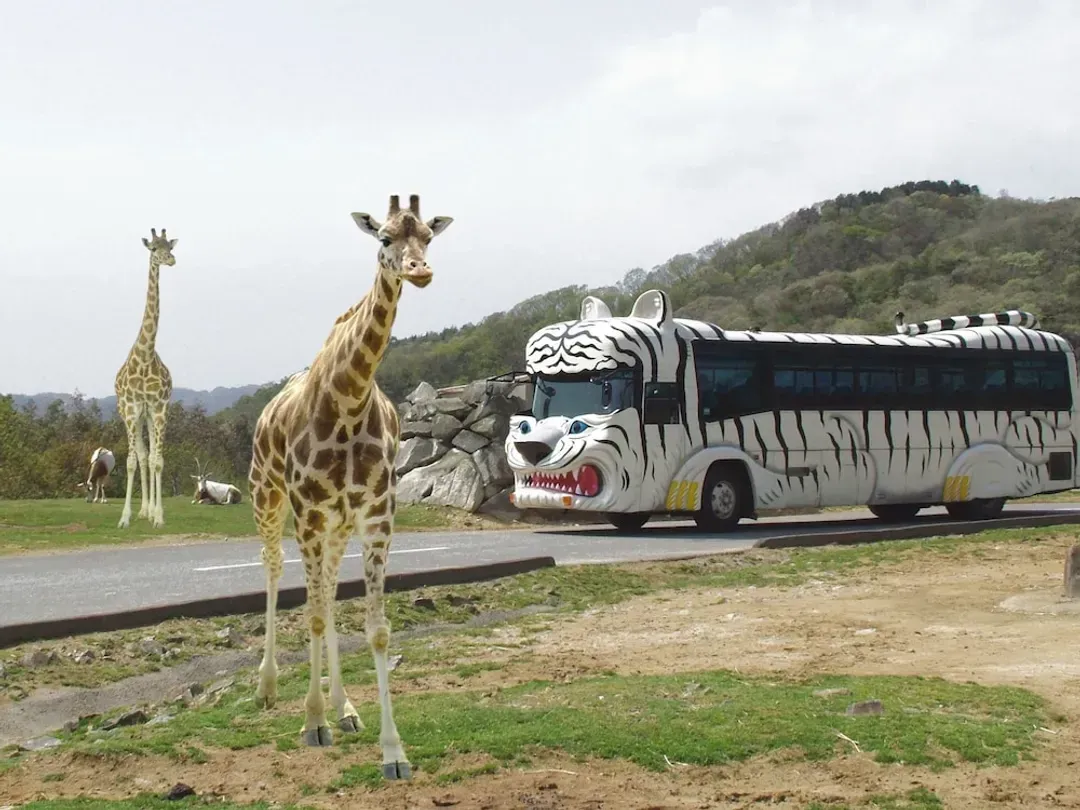 Safari