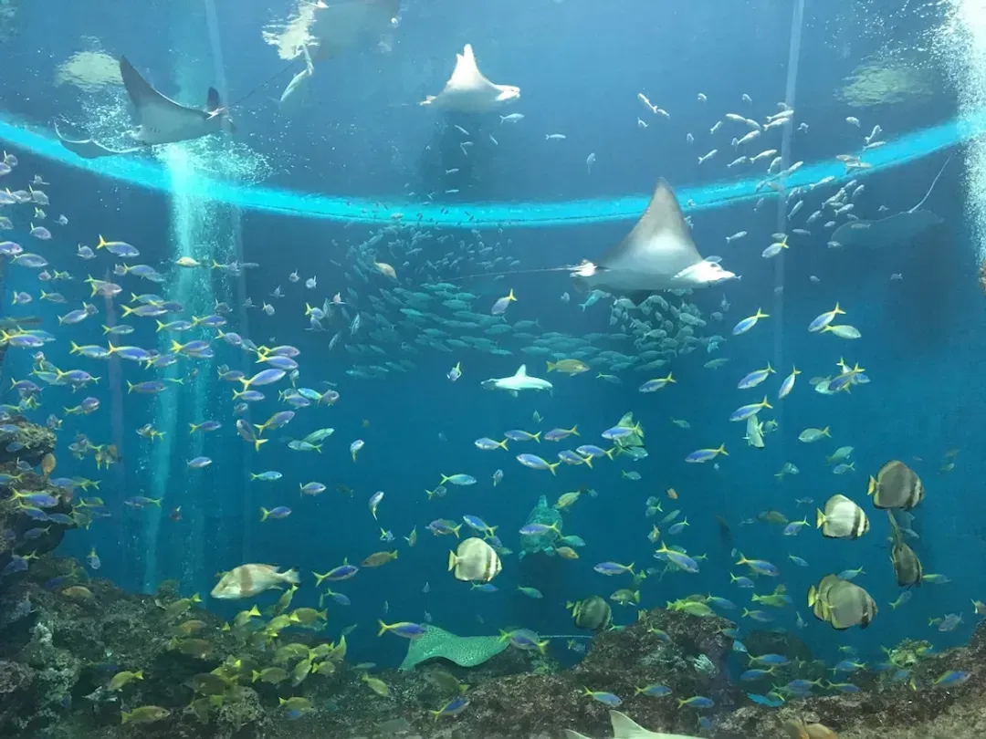Aqua center