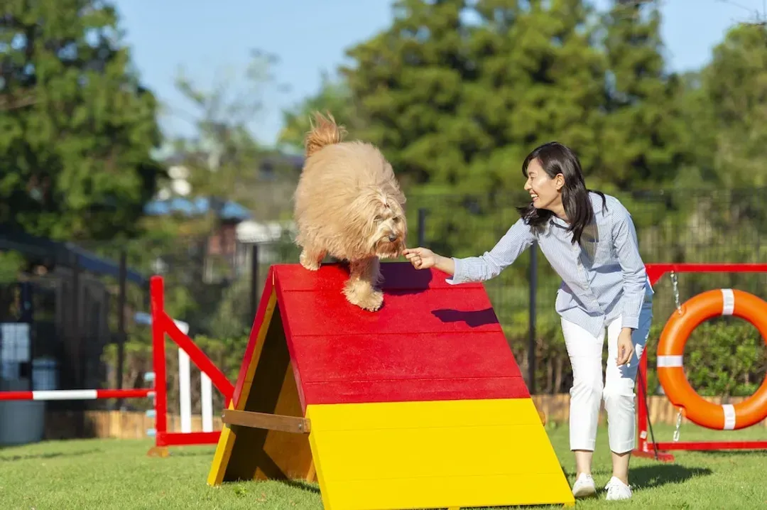 Pet-friendly