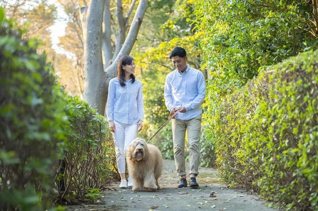 Pet-friendly