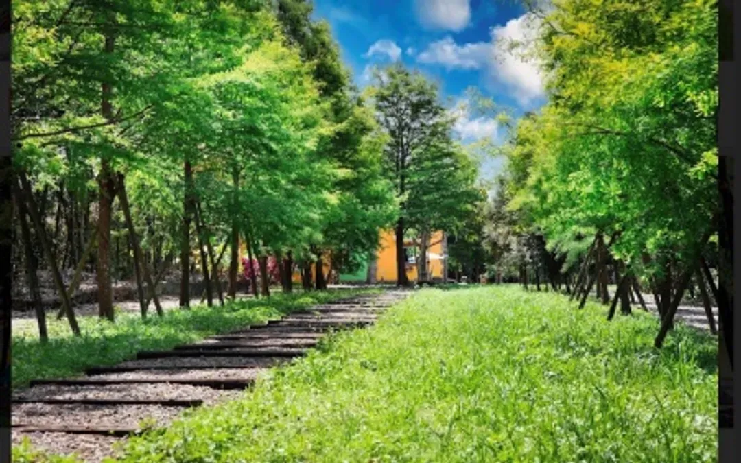 brook forest