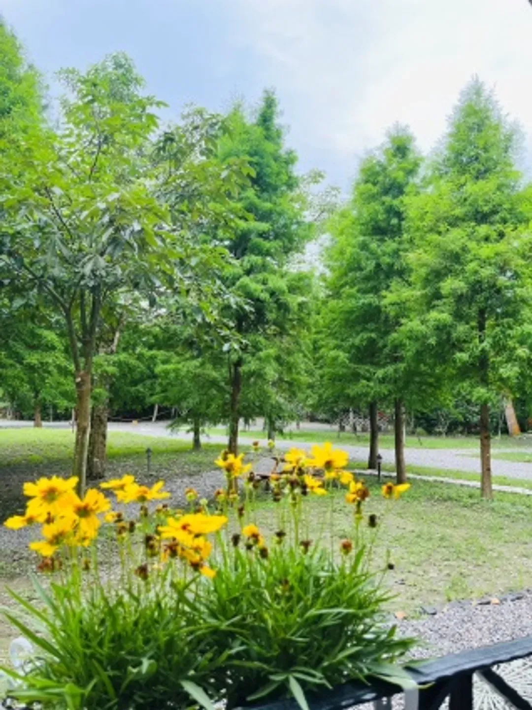 brook forest