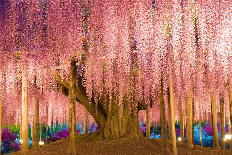 【東京旅遊】無自理餐、日立粉蝶花、粉色芝櫻、浪漫紫藤花、日光東照宮、偕樂園、牛久大佛、美食溫泉、五日、高雄來回-2