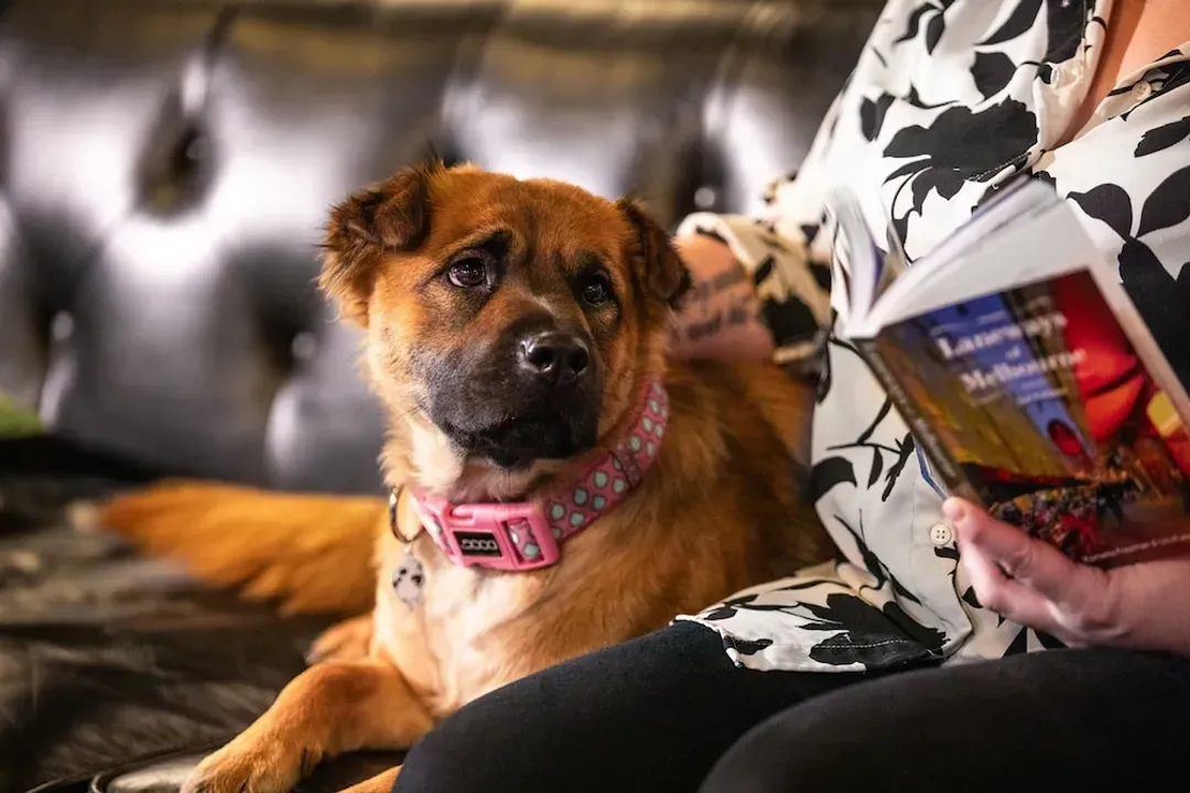 Pet-friendly