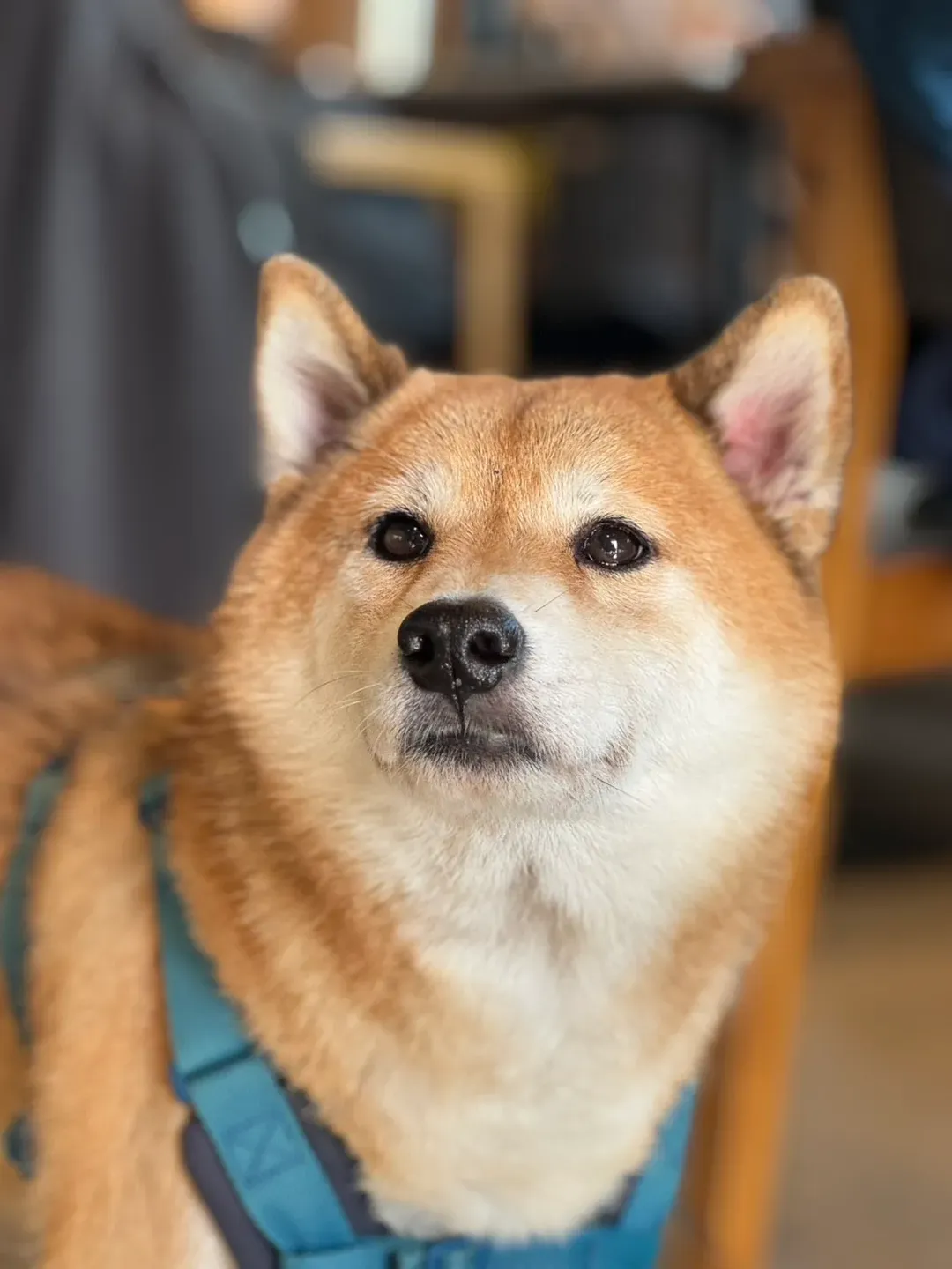 寵物友善
