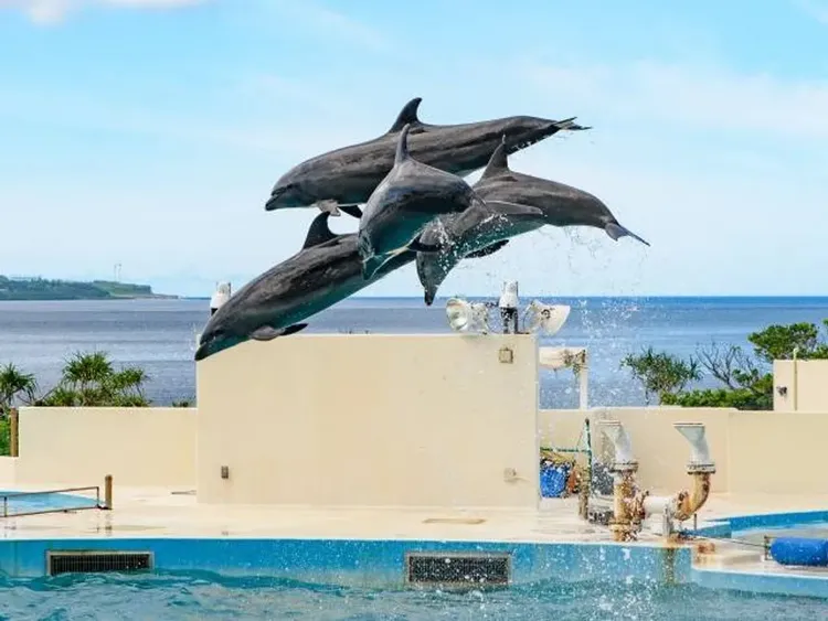 沖繩跟團行程【KHH沖繩揪好康】美麗海水族館、玉泉洞王國村、恐龍主題公園、瀨長島屋台村五日