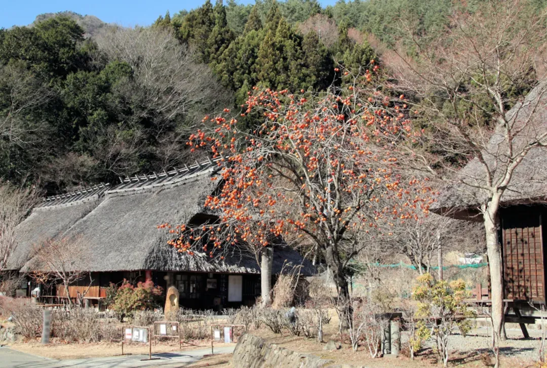 【河口湖一日遊】新倉山淺間公園・河口湖・大石公園｜中文導遊｜品川、新宿出發-6