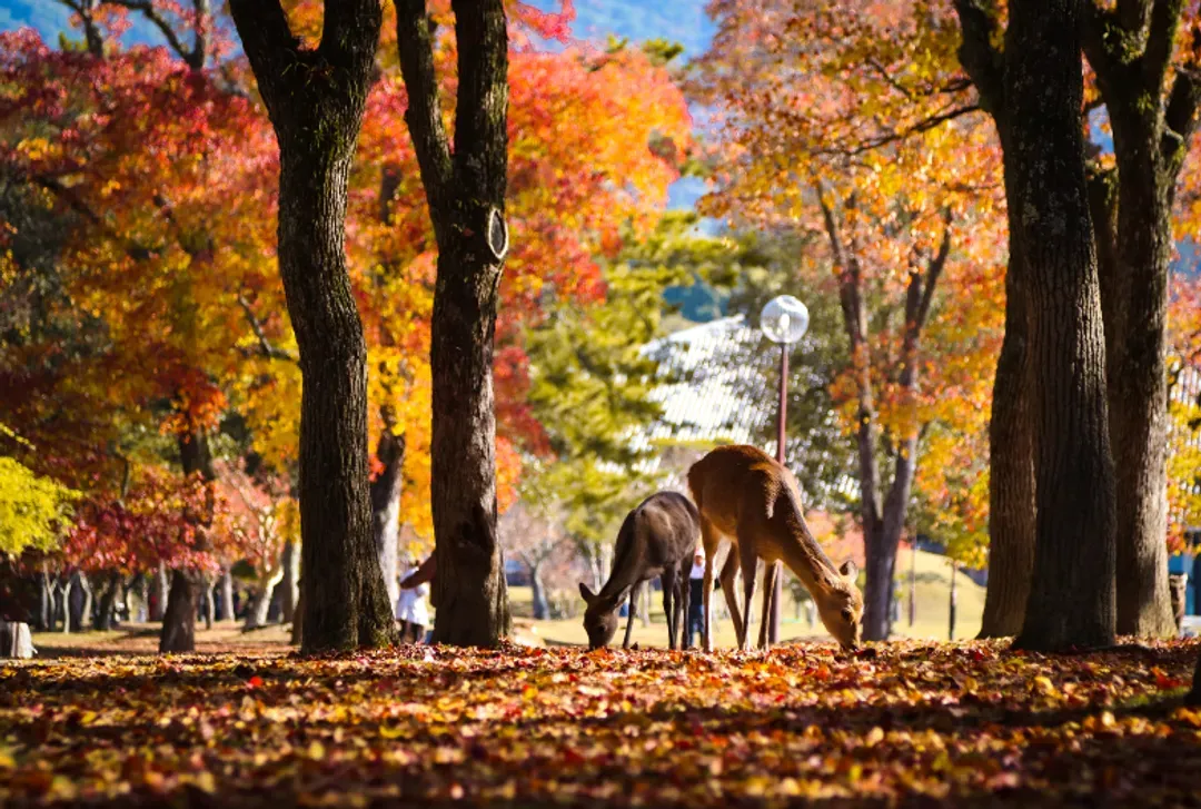 【京都經典一日遊】金閣寺・嵐山・伏見稻荷大社・奈良公園｜可選擇大阪、京都出發-8